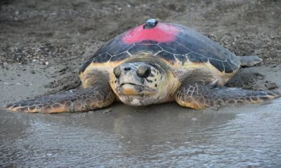 Özel Çevre Koruma Bölgeleri Deniz Kaplumbağaları Uydu İzleme Projesi