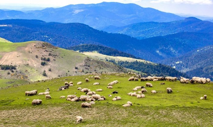 ORDU YAYLALARI ZİYARETÇİLERİNİ BEKLİYOR