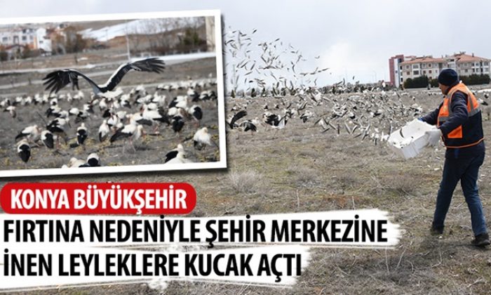 Konya Büyükşehir Fırtına Nedeniyle Şehir Merkezine İnen Leyleklere Kucak Açtı